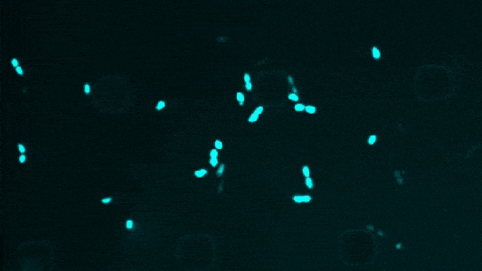 Fluorescence microscopy image showing bacteria shaped like rods, glowing in blue against a dark background after exposure to antibiotics.