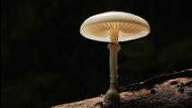 A single white mushroom with gills is growing on a log in a dark environment.