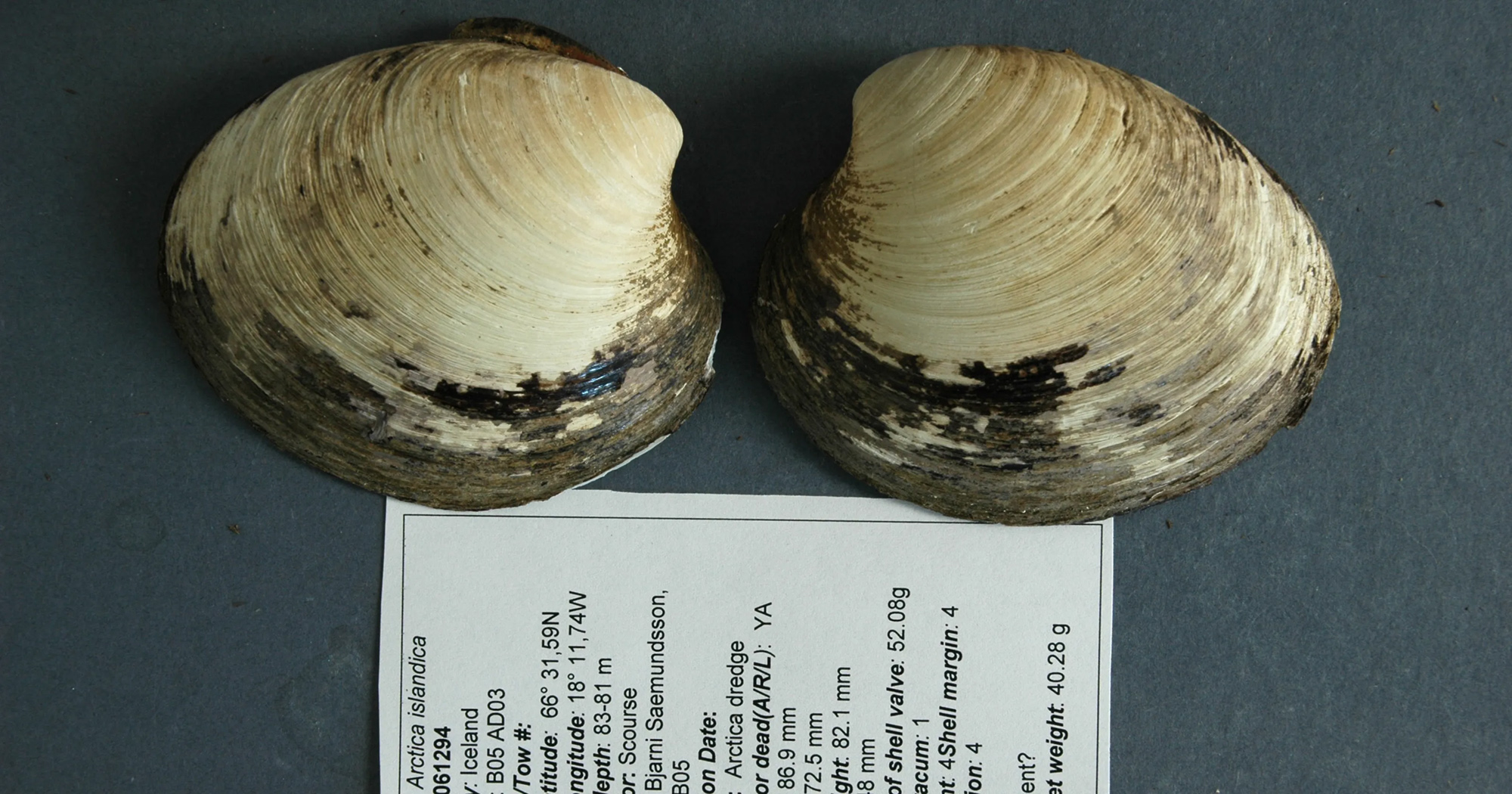 Two clam shells placed next to each other above a label displaying scientific data and specimen information on a gray background, offering insight into animal aging.
