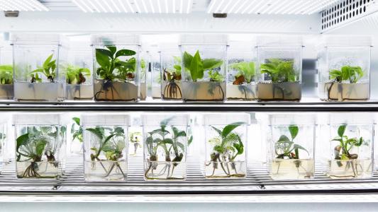 Plants in glass jars on a shelf in a lab.