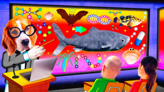 A dog wearing glasses points to a colorful classroom display about animal aging, featuring a shark, bat, fish, pill, and molecules while two students watch.