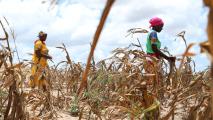 Two women walk through a dry, withered maize field under a partly cloudy sky.