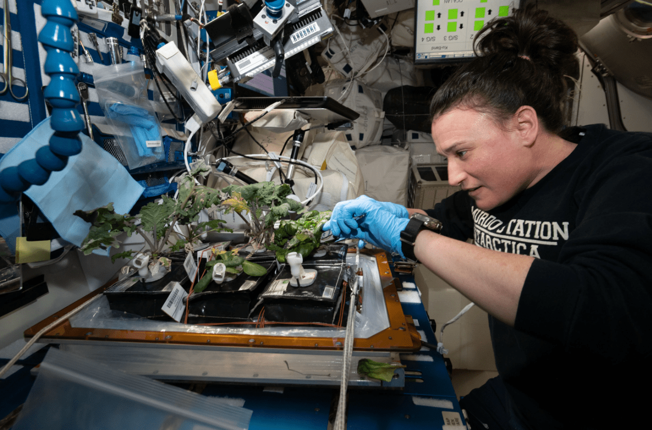 an astronaut on a space station studying lettuce