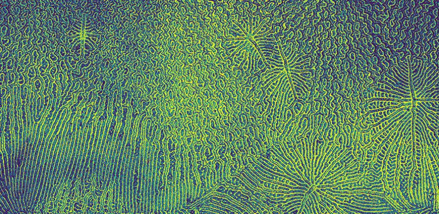 Green and blue abstract pattern with wavy, maze-like lines and radiating star shapes, resembling a microscopic or organic texture.